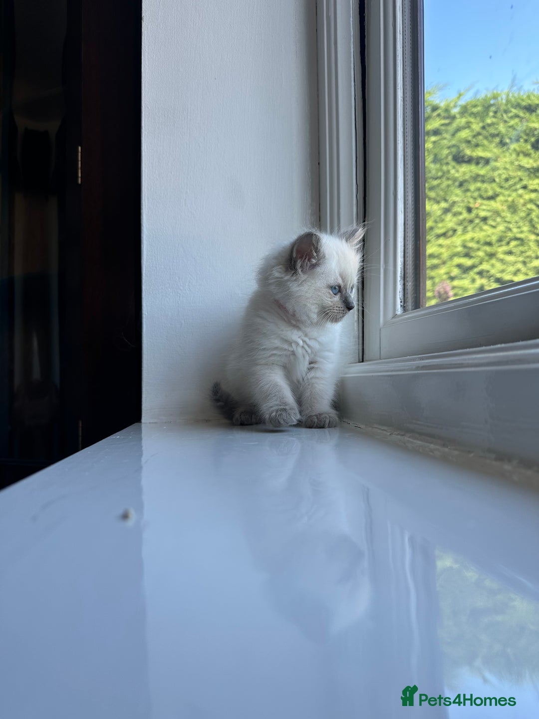 Ragdoll cats for sale: GCCF Registered Ragdoll Kittens Available! 🐾 in Taunton - Image 31
