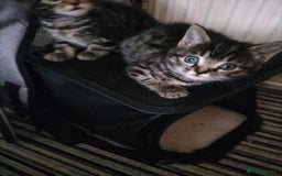 Mixed Breed cats for sale: 5 Beautiful Tabby Kittens - Image 3