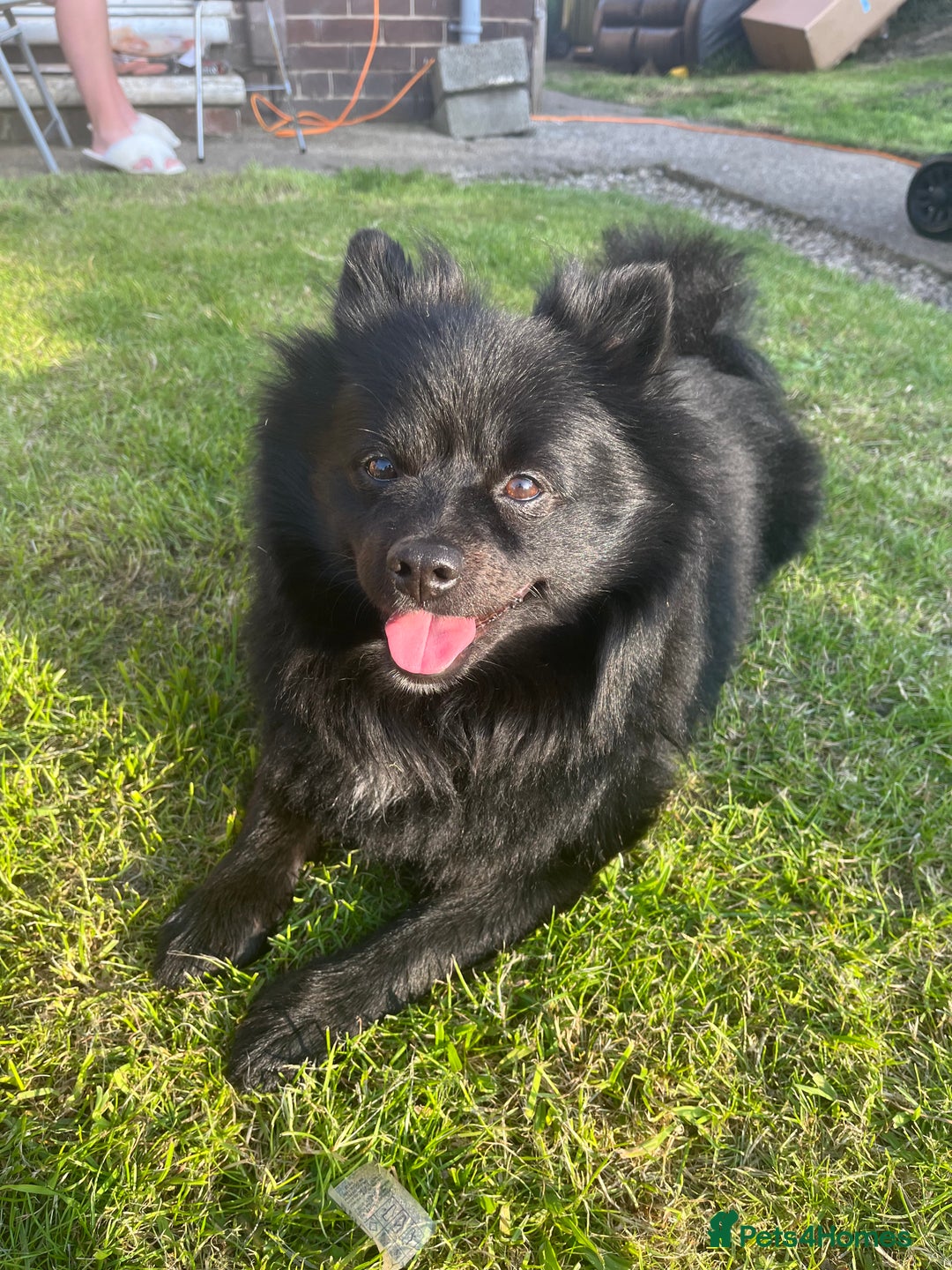 Pomeranian dogs for stud: Pomeranian, Buddy - Image 2