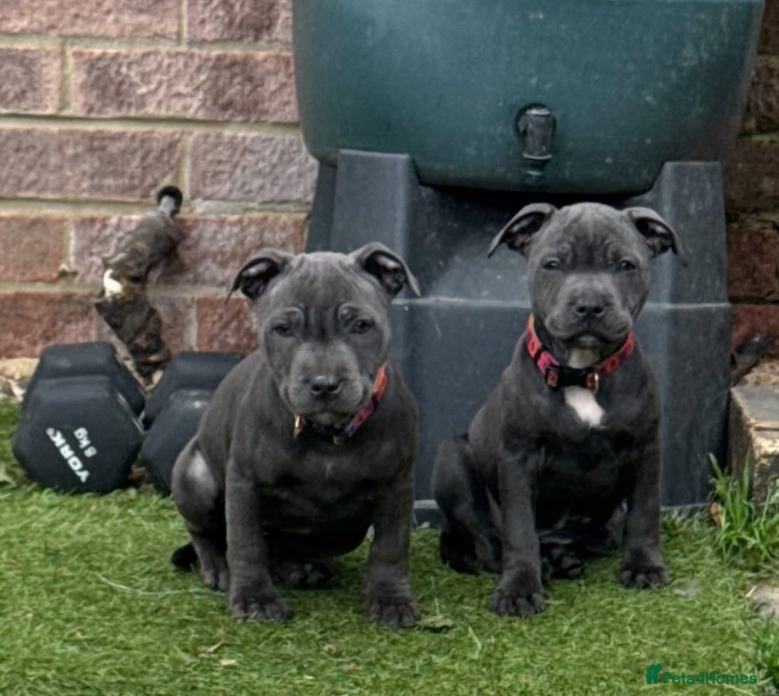 Staffordshire Bull Terrier dogs 2 female BLUE SBT sisters  - Advert 1