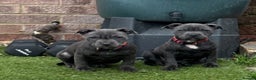 Staffordshire Bull Terrier dogs for sale: 2 female BLUE SBT sisters  - Advert 1