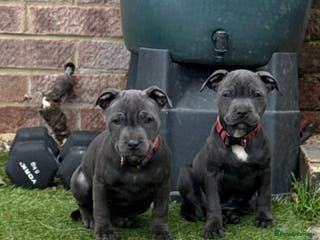 Staffordshire Bull Terrier dogs 2 female BLUE SBT sisters - Advert 1