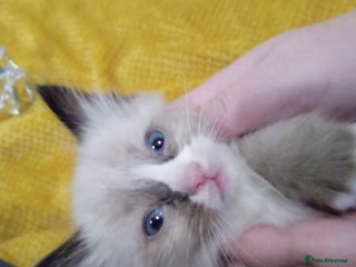 Ragdoll cats 4 pure ragdolls. 21st of Dec Reservation taken now - Advert 9