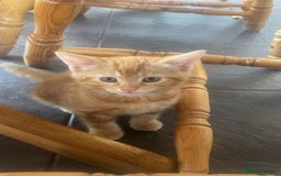 Mixed Breed cats for sale: 2 black males left  - Image 4
