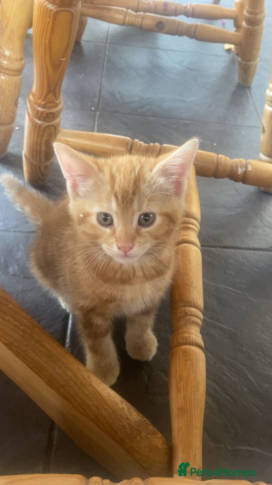 Mixed Breed cats for sale: 2 black males left  - Image 4
