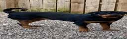Rottweiler dogs for sale: ROTTWEILER in Skelmersdale - Advert 12