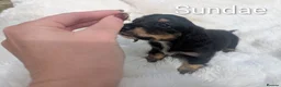 Miniature Dachshund dogs for sale: READY THIS WEEKEND 🏆Russian Champion lines  - Advert 13