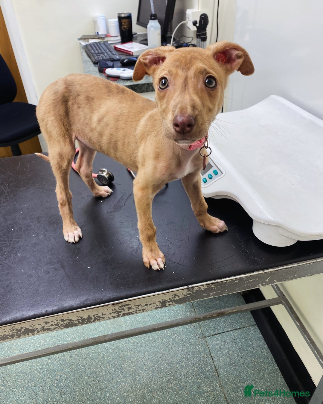 Mixed Breed dogs for sale: Bull greyhound/collie  - Image 7