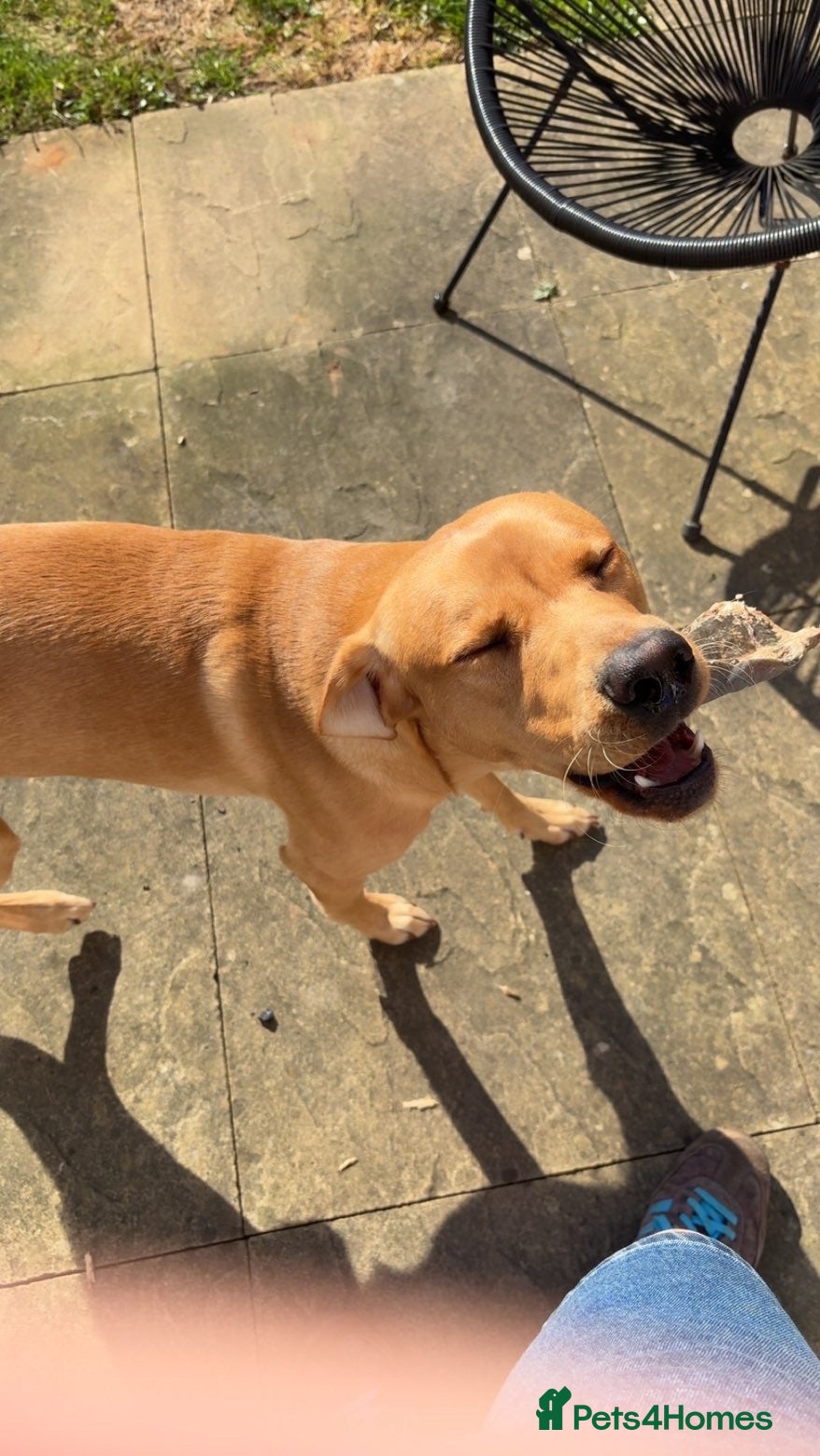 Labrador Retriever dogs for sale: red fox Labrador  - Advert 16