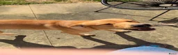 Labrador Retriever dogs for sale: red fox Labrador  - Advert 1