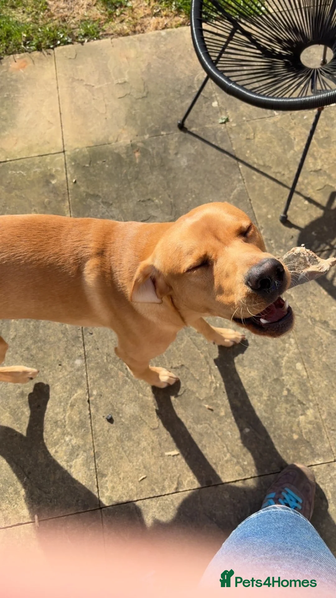 Labrador Retriever dogs for sale: red fox Labrador  - Advert 1