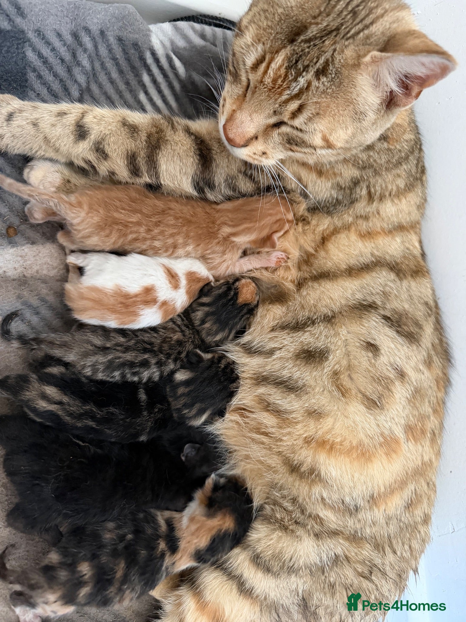 Bengal cats Bengal Mix Kittens - Advert 1