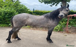 Other Breed horses for sale: Kerry Bog Pony  - Image 1
