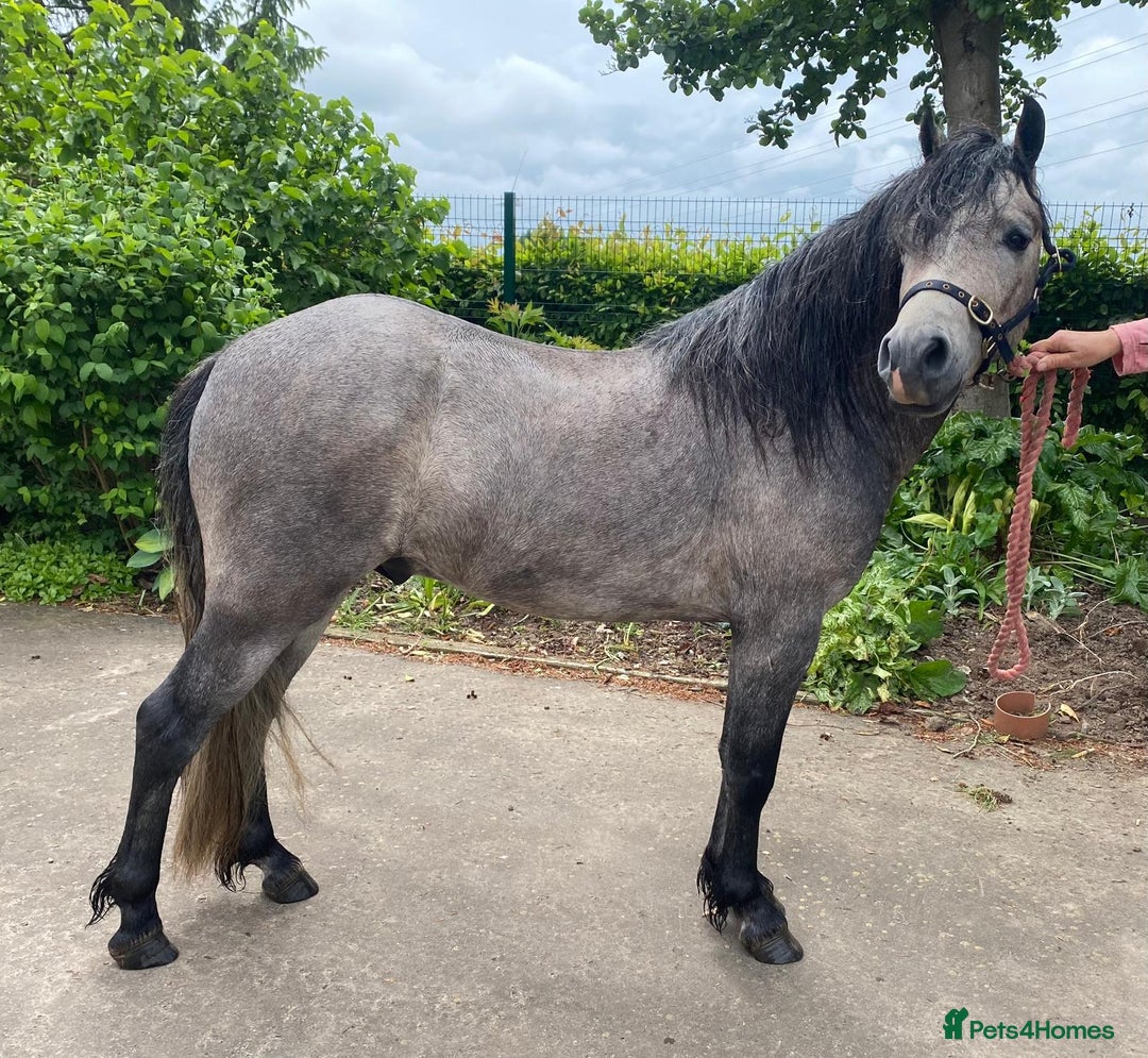 Other Breed horses for sale: Kerry Bog Pony  - Image 1
