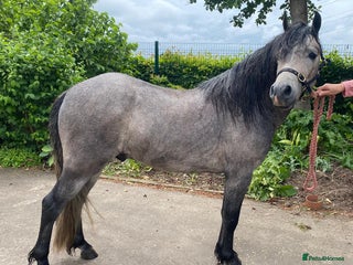 Other Breed horses - Advert 6