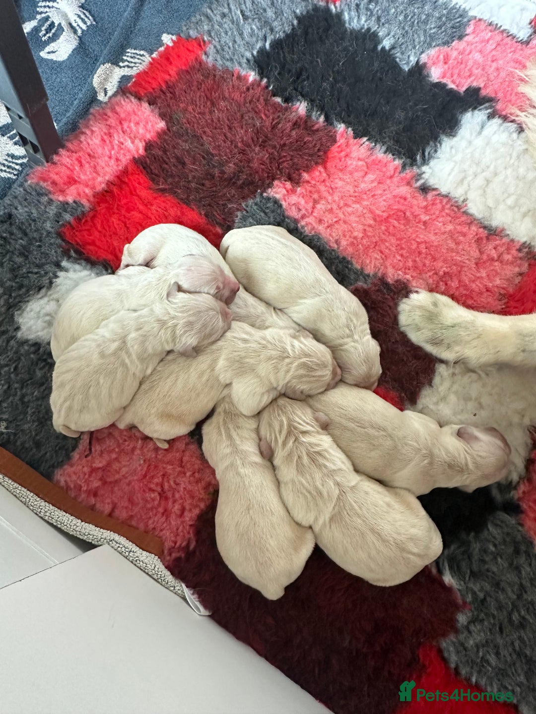 Golden Retriever dogs for sale: Golden Retriever Puppies for sale - Image 3