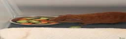 Guinea Pig rodents for sale: Teddy Guinea pigs  - Advert 3