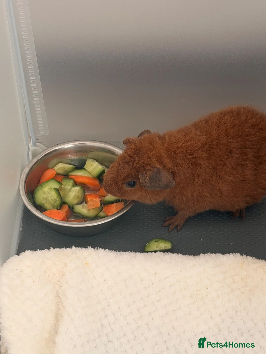 Guinea Pig rodents for sale: Teddy Guinea pigs  - Advert 3