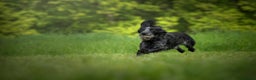 Cocker Spaniel dogs for stud: Handsome Paddy in Pershore - Advert 4