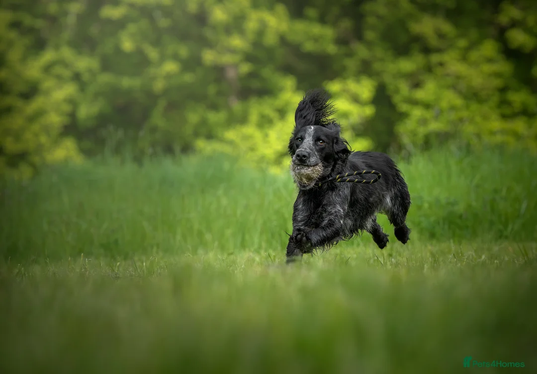 Cocker Spaniel dogs for stud: Handsome Paddy in Pershore - Advert 4