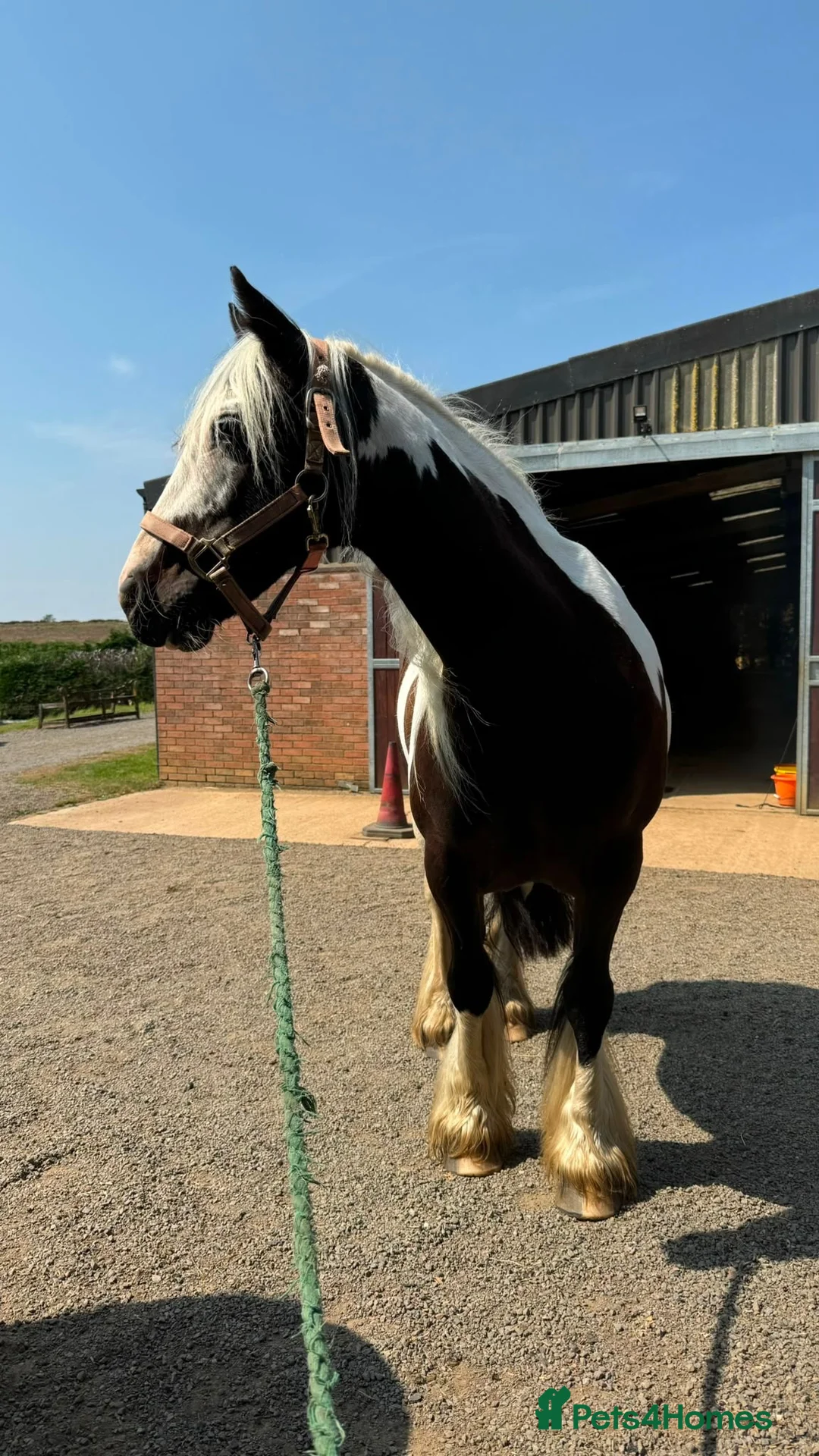 Irish Cob horses for sale: Smart Gypsy Cob Mare in Northampton - Advert 2