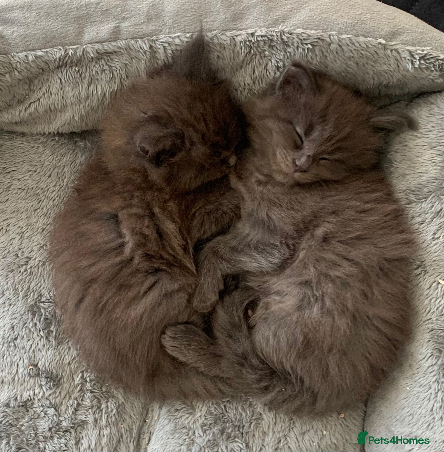 Maine Coon cats AMAZING TICA REGISTERED KITTENS - Advert 1
