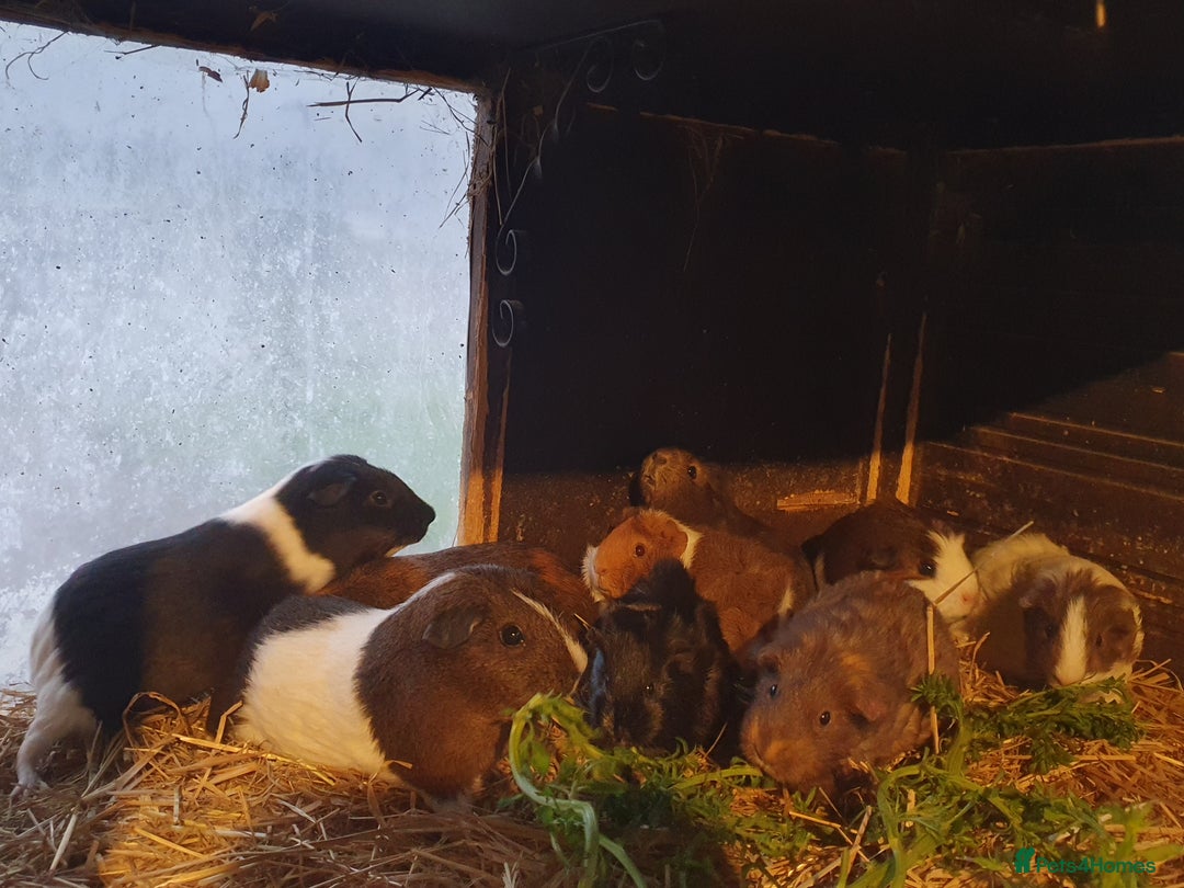 Guinea Pig rodents for sale: Guinea pigs  - Advert 8