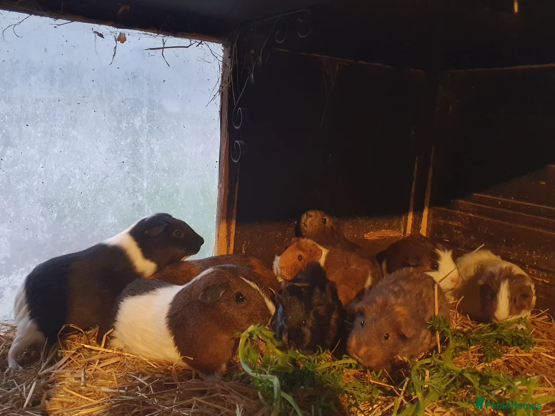 Guinea Pig rodents for sale: Guinea pigs  - Advert 8