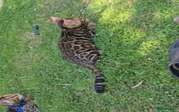 Bengal cats for sale: 2 Bengal kittens boy and girl - Image 4