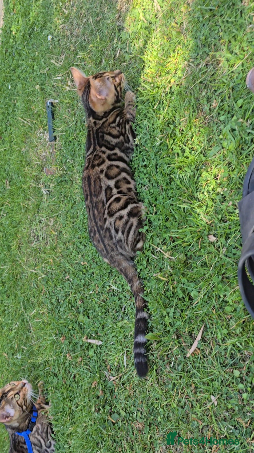 Bengal cats for sale: 2 Bengal kittens boy and girl - Image 4