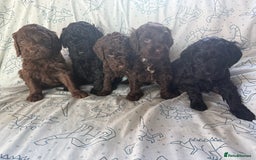 Cockapoo dogs for sale: chocolate&Black Cockapoos - Image 7