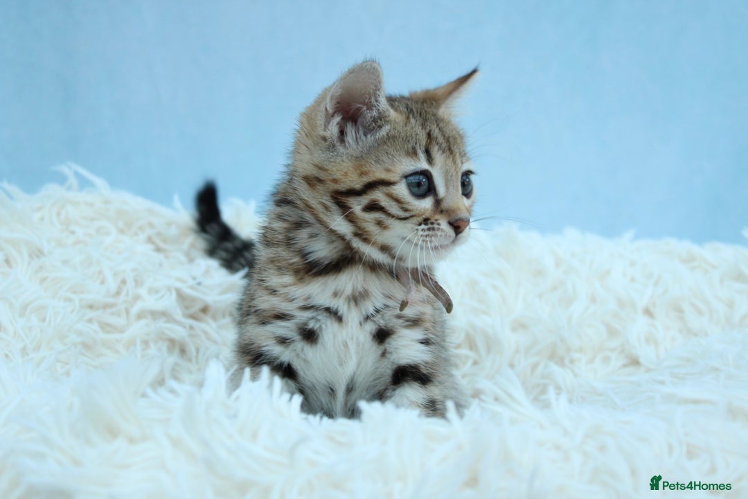 Bengal cats for sale: 🔥Stunning Bengal kittens Available🔥 - Image 23