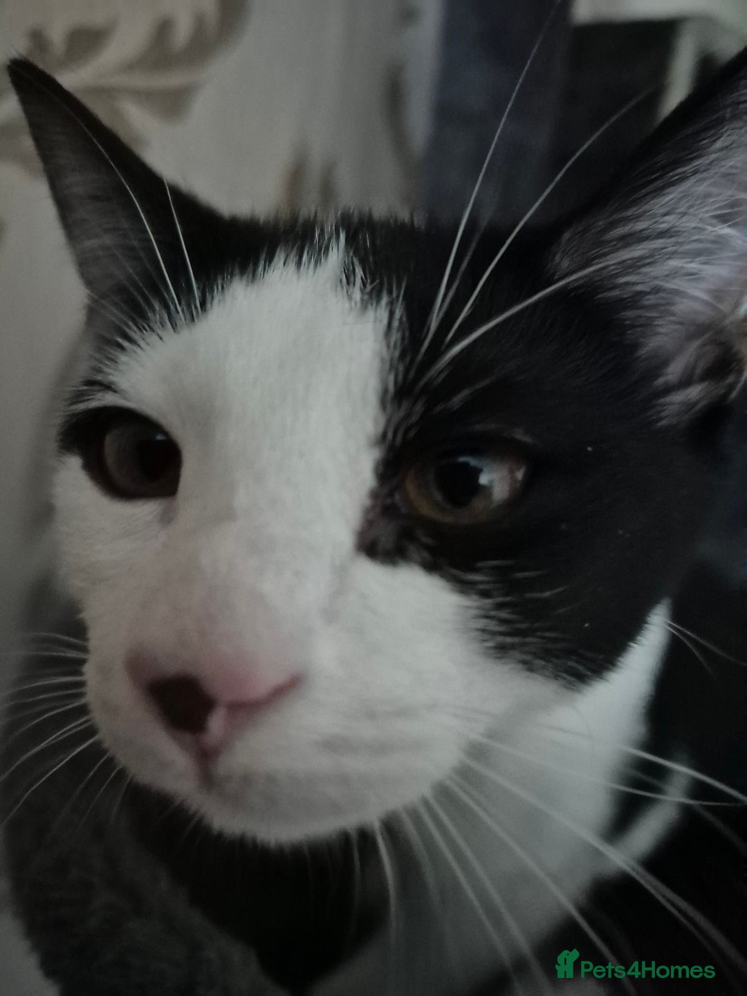 Mixed Breed cats for sale: Victor Looking for his forever home!  - Advert 4