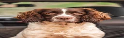 English Springer Spaniel dogs for sale: Outstanding littler of ESS! - Advert 4