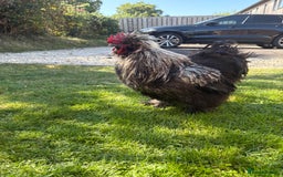 Chickens poultry for sale: Silkie Rooster (FOC) - Image 3