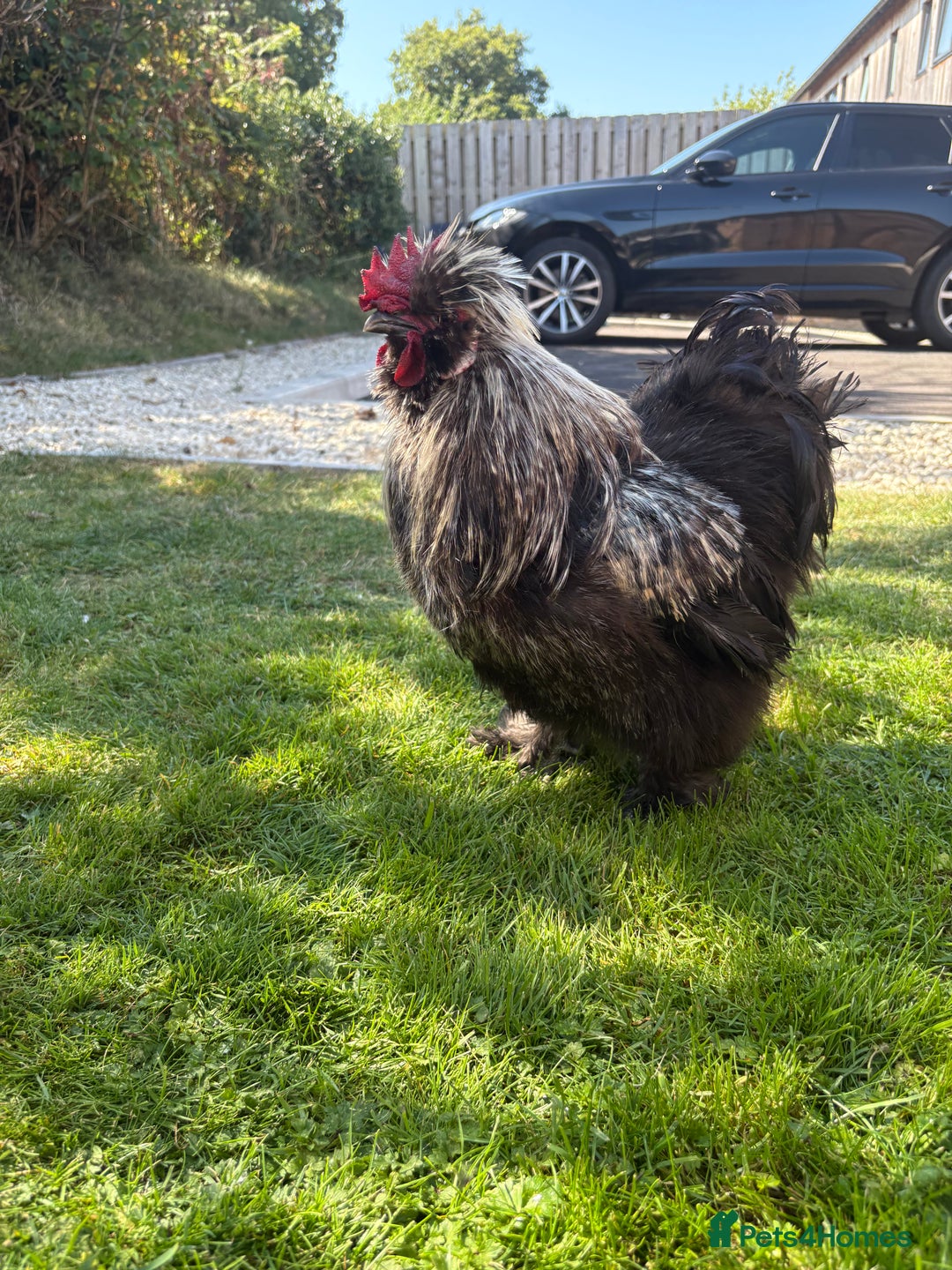 Chickens poultry for sale: Silkie Rooster (FOC) - Image 3