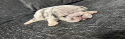 Frug dogs for sale: 6 stunning blue Merle Frug puppies  in Eastleigh - Advert 20