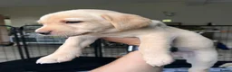 Labrador Retriever dogs for sale: 4 Beautiful Working Labrador Puppies - Advert 19