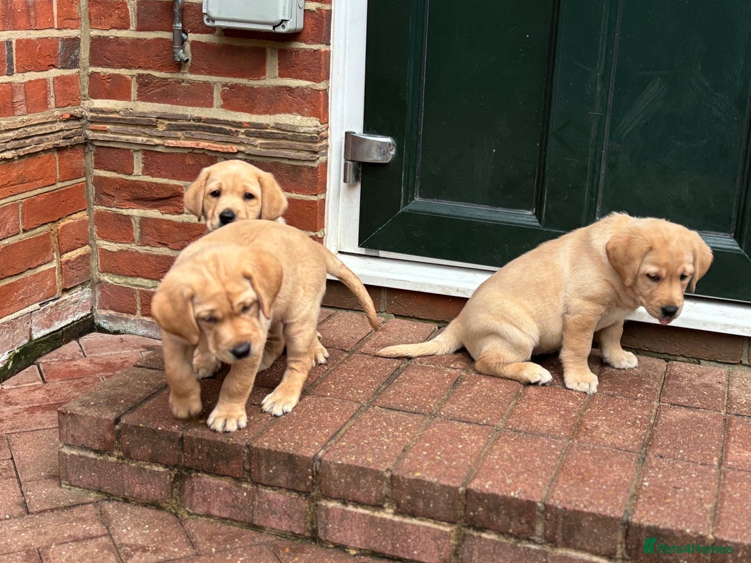 Labrador Retriever dogs for sale: Fox Red x yellow Labradors - Advert 13