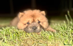 Chow Chow dogs for sale: 4 month old chow chow male  - Image 16