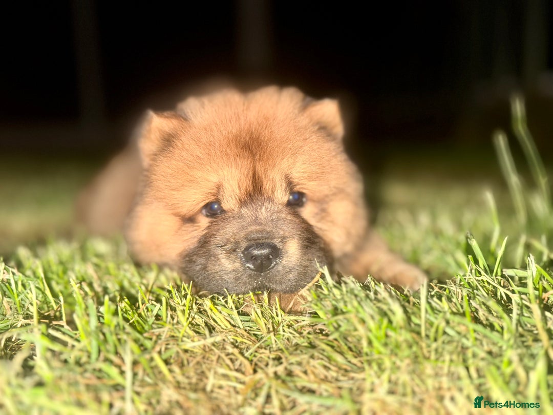 Chow Chow dogs for sale: 4 month old chow chow male  - Image 16