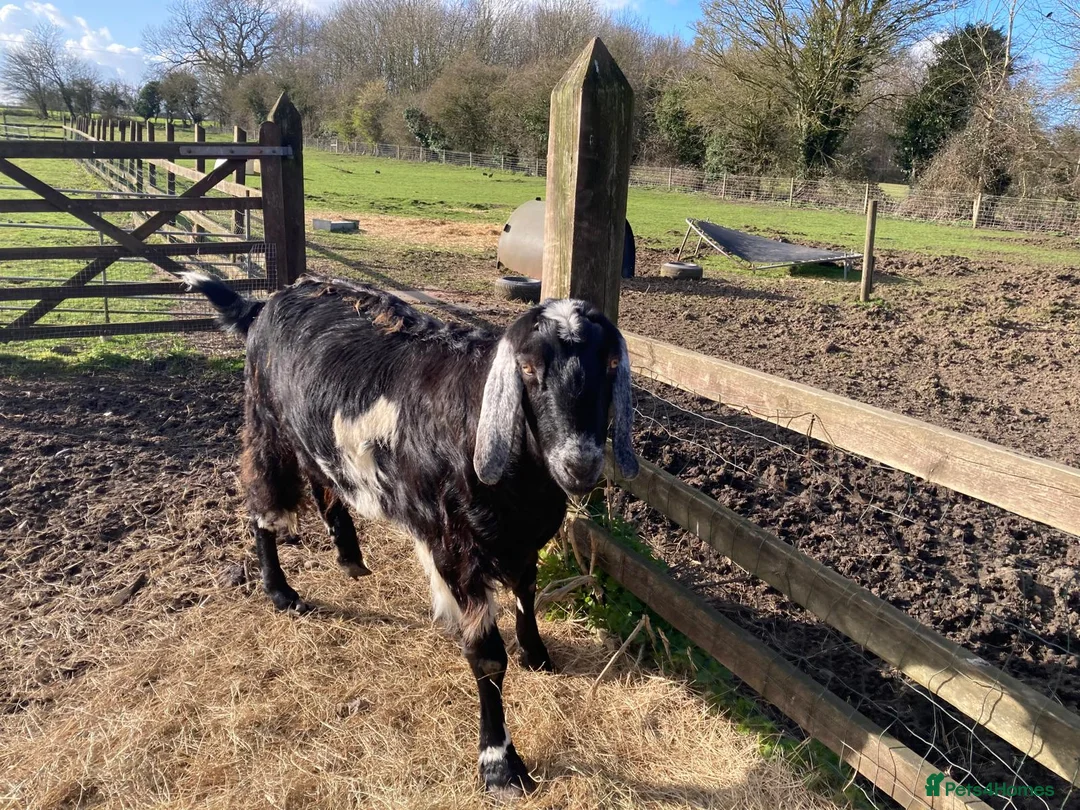 Goats livestock for sale: Anglo Nubian (Castrated Male Goat) – 7 Years Old - Advert 7