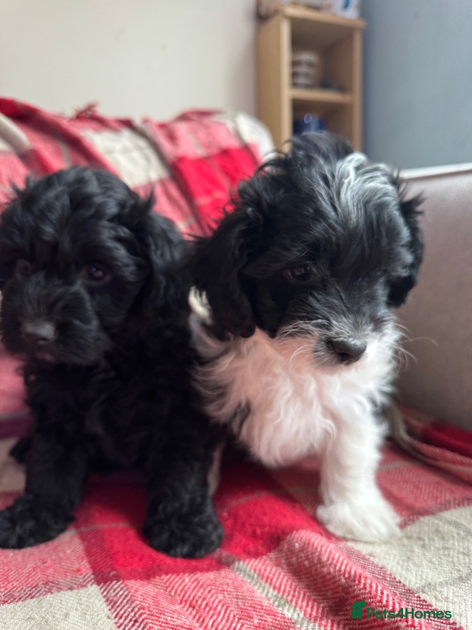 Mixed Breed dogs Springer-Poo puppies 11th August ready. - Advert 1