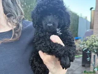 Toy Poodle dogs Toy poodle pups! - Advert 12