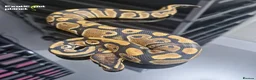 Python Snake reptiles for sale: Various Royal Pythons from £30 in Tadcaster - Advert 6