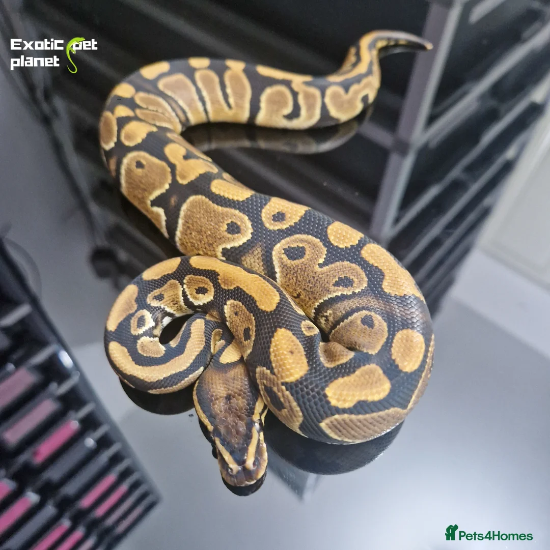 Python Snake reptiles for sale: Various Royal Pythons from £30 in Tadcaster - Advert 6