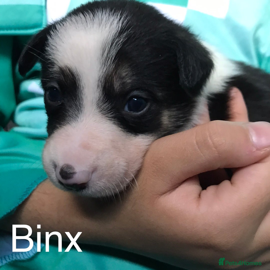 Border Collie dogs for sale: Beautiful Border Collie Pups, Merle & Classic Tri - Advert 22