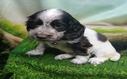 Cocker Spaniel dogs for sale: Show Type blue/Tri/chocolate Roan Cocker Spaniels  - Image 5