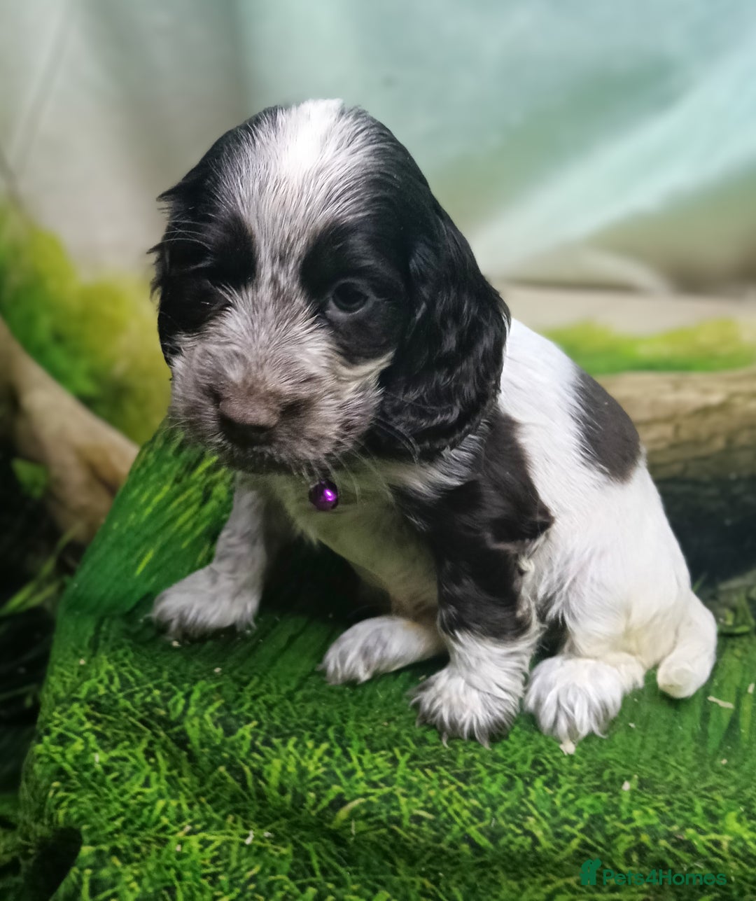 Cocker Spaniel dogs for sale: Show Type blue/Tri/chocolate Roan Cocker Spaniels  - Image 5
