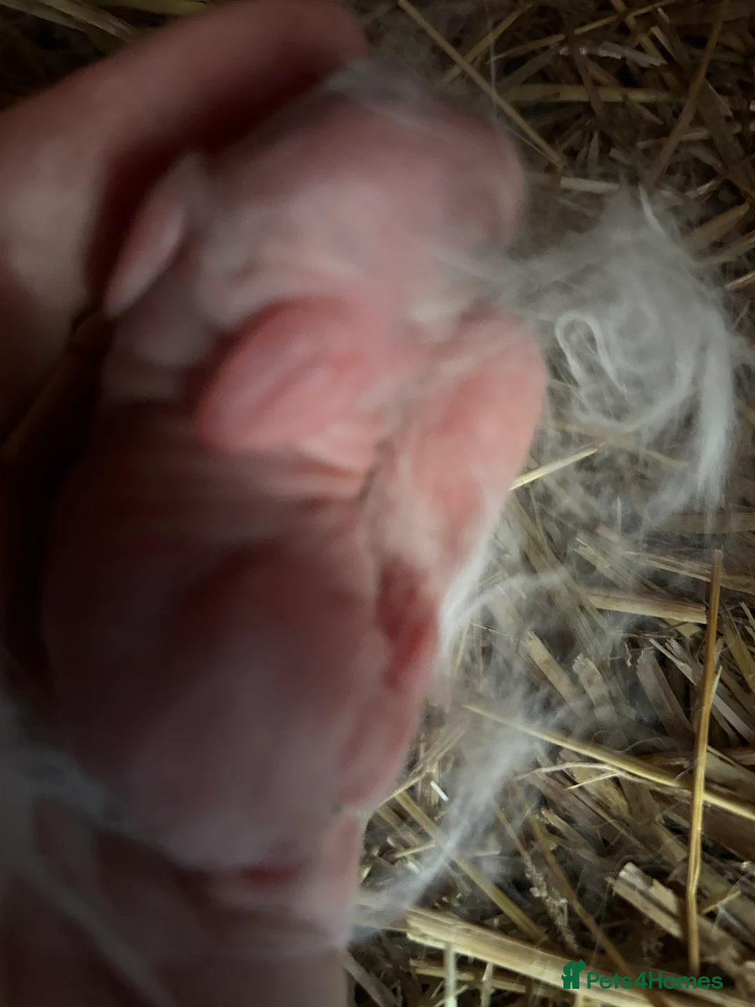 Mini Lop rabbits for sale: Mini Lop Babies - Advert 6